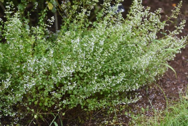 White Cloud Lesser Calamint (Calamintha nepeta ‘White Cloud’)