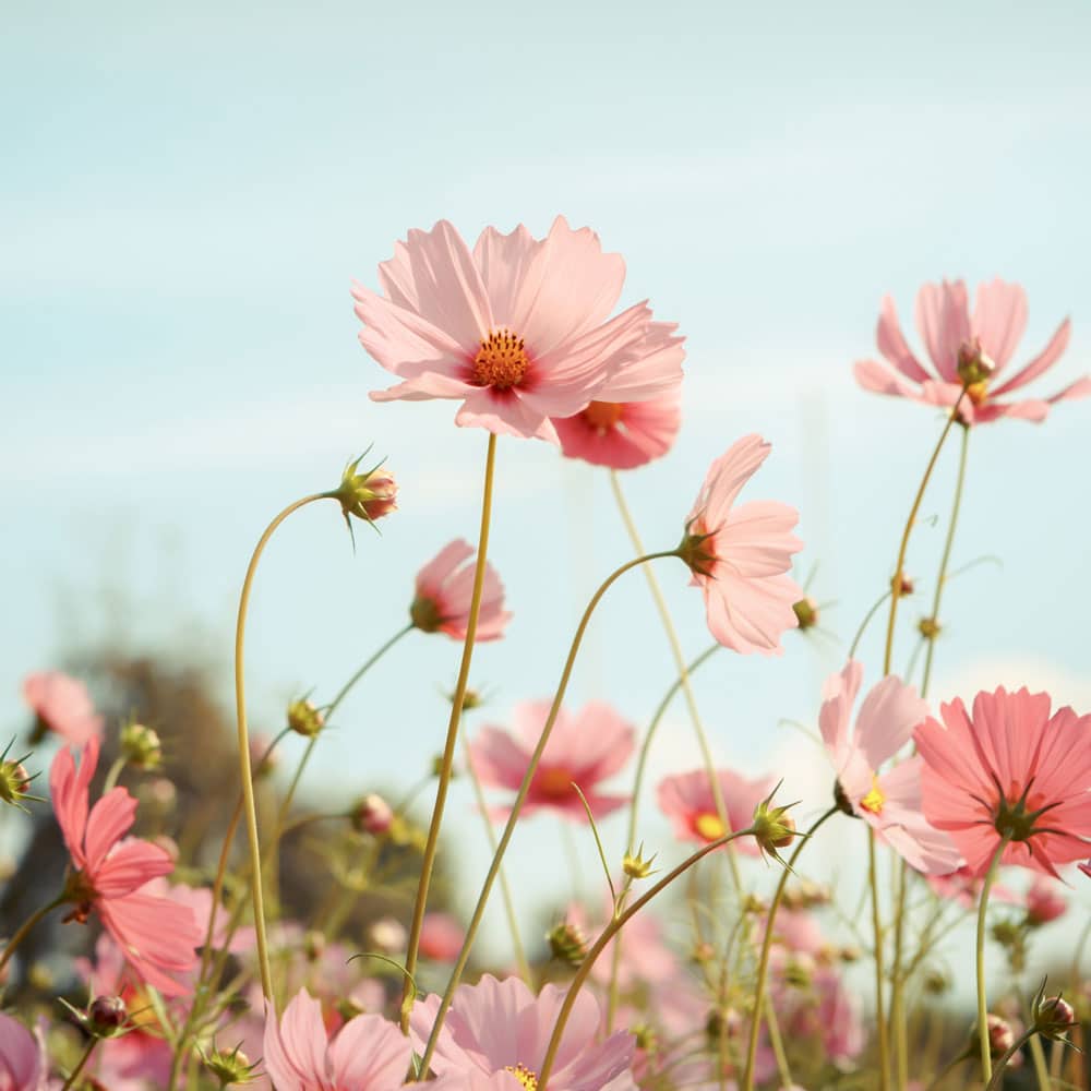 summer planting - Planting Times