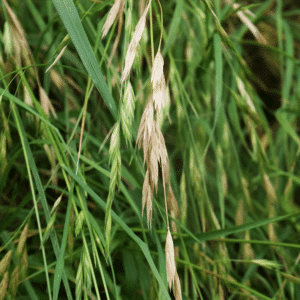 Sideoats Grama