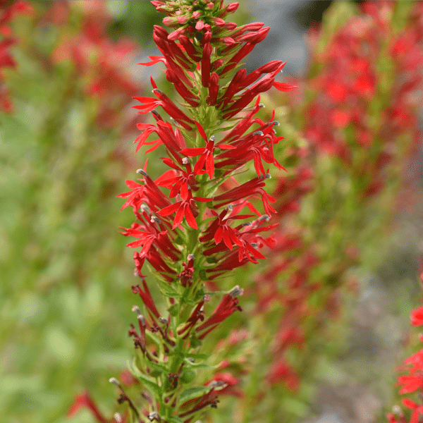 Lobelia cardinalis Cardinal Flower 2 - Lobelia cardinalis - Cardinal Flower