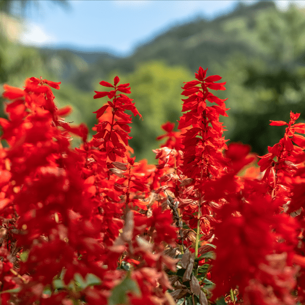 Lobelia cardinalis Cardinal Flower 3 - Lobelia cardinalis - Cardinal Flower