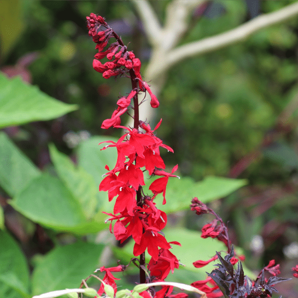 Lobelia cardinalis Cardinal Flower - Lobelia cardinalis - Cardinal Flower