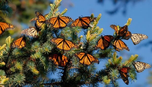 Juniperus virginiana - Eastern Red Cedar - Image 3