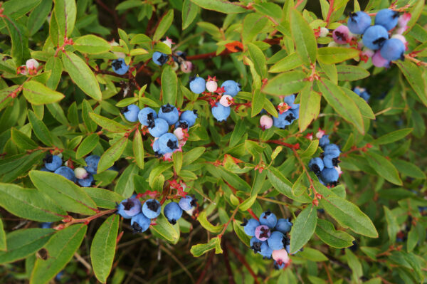 Vaccinium angustifolium - Lowbush Blueberry - Image 2