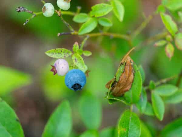 Vaccinium angustifolium - Lowbush Blueberry - Image 3