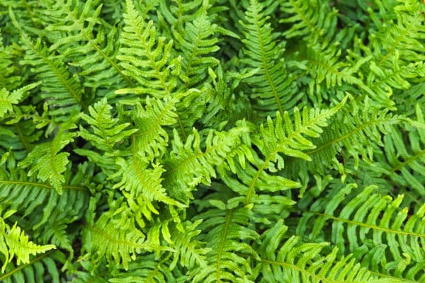 Comptonia peregrina - Sweetfern - Image 2