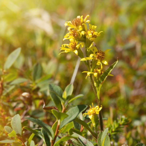 Solidago juncea - Early Goldenrod