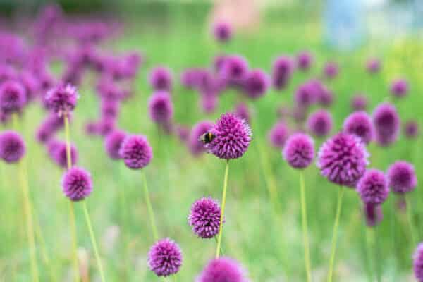 Allium Summer Beauty - Onion - Image 2