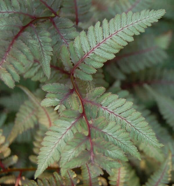 Athyrium niponicum 'Regal Red' - Japanese Painted Fern - Image 2