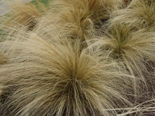 Nassella tenuissima - Mexican Feather Grass
