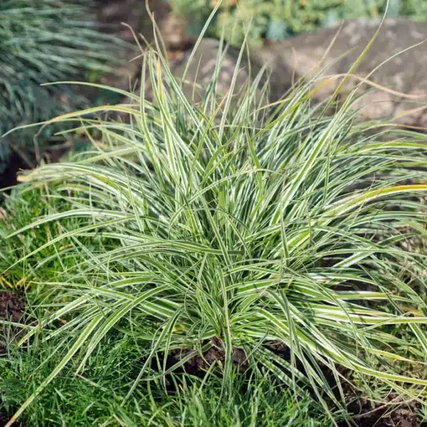 Carex oshimensis 'EverColor Everest' - Everest Sedge