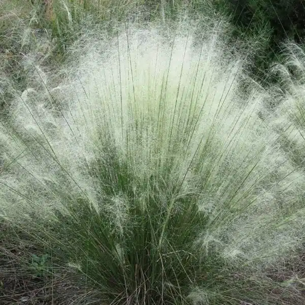 Muhlenbergia 'White Cloud' - White Cloud Muhly Grass