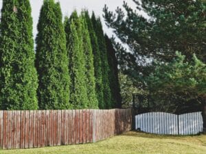 Thuja Green Giant Arborvitae