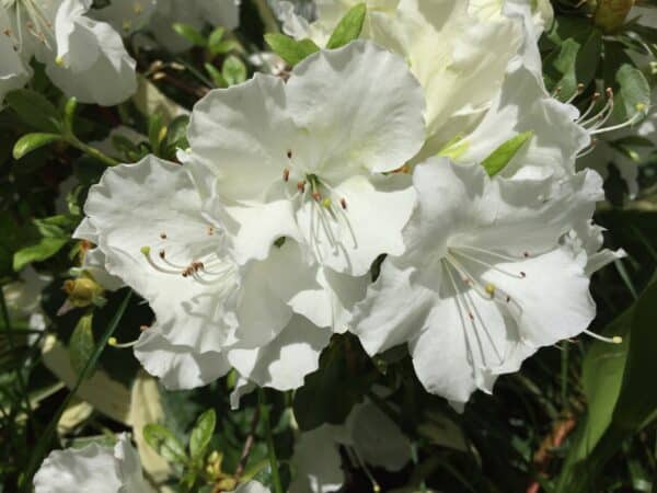 Azalea Girards Pleasant White - Azalea - Image 2