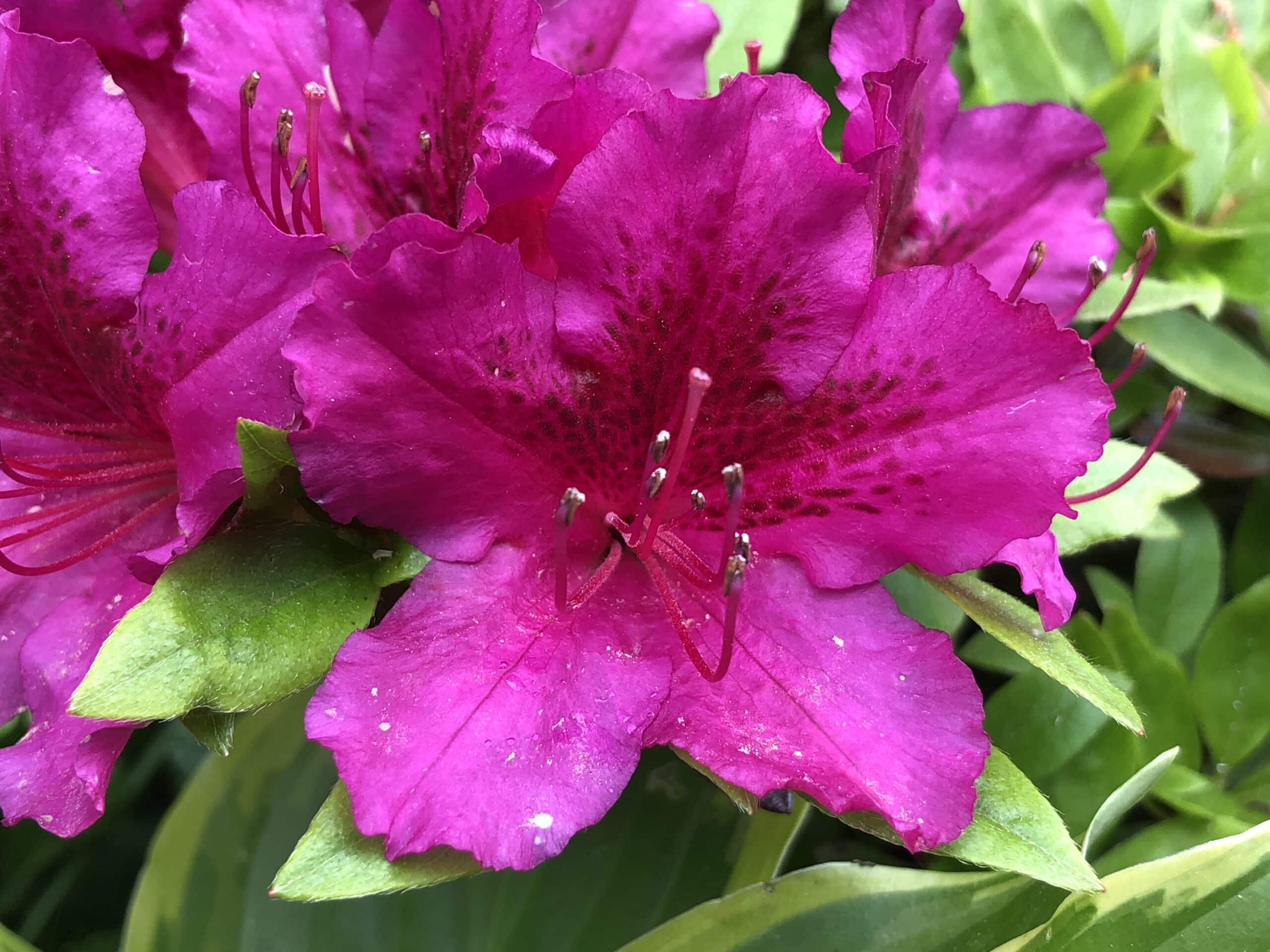 Azalea Girards Fuschia - Azalea - Image 2