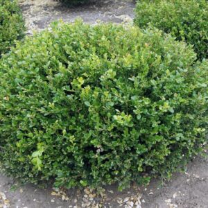 Buxus x Winter Gem - Winter Gem Boxwood