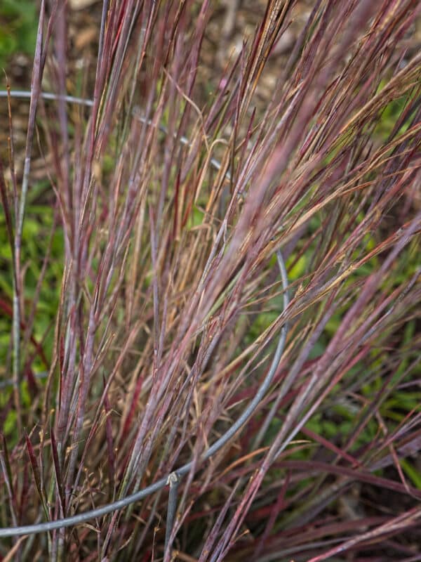 Schizachyrium scoparium  Standing Ovation - Bluestem Grass - Image 2