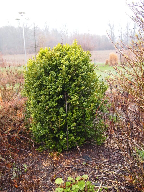 Buxus x Winter Gem - Winter Gem Boxwood - Image 2