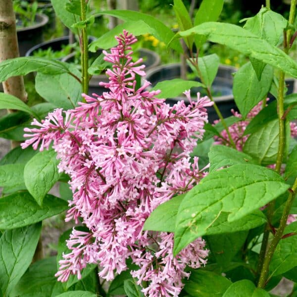 Syringa pubescens Miss Kim - Lilac - Image 2