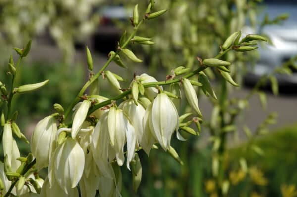 Yucca filamentosa - Adam's Needle - Image 2