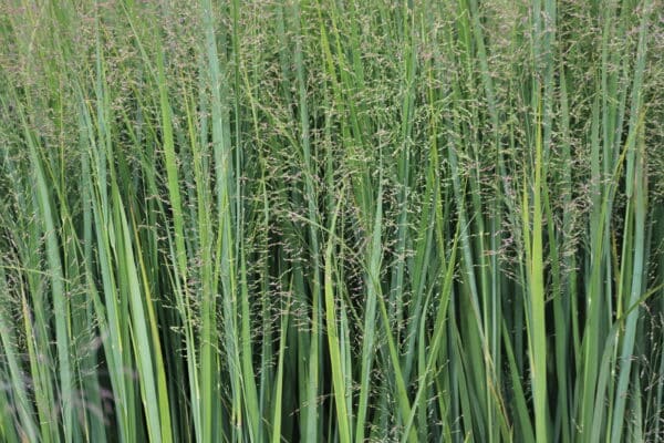 Panicum virgatum Cape Breeze - Switchgrass - Image 2