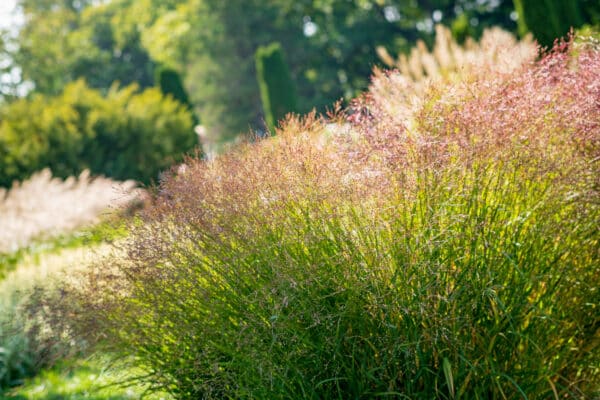 Miscanthus sinensis Yaku Jima - Maiden Grass - Image 2