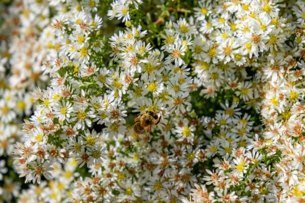 Aster ericoides Snow Flurry - White Aster - Image 2