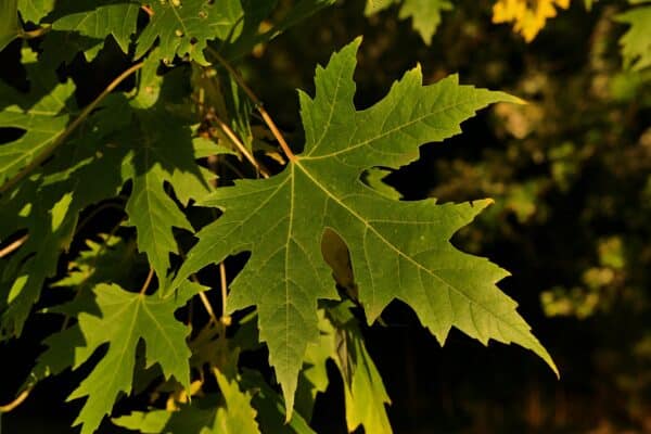 Acer saccharinum  - Silver Maple - Image 2