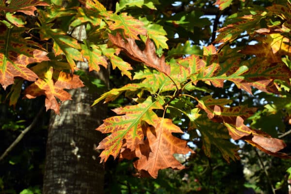 Quercus rubra - Red Oak - Image 2