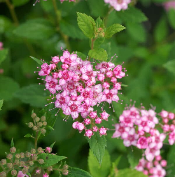 Spiraea japonica Little Princess - Little Princess Spirea - Image 2
