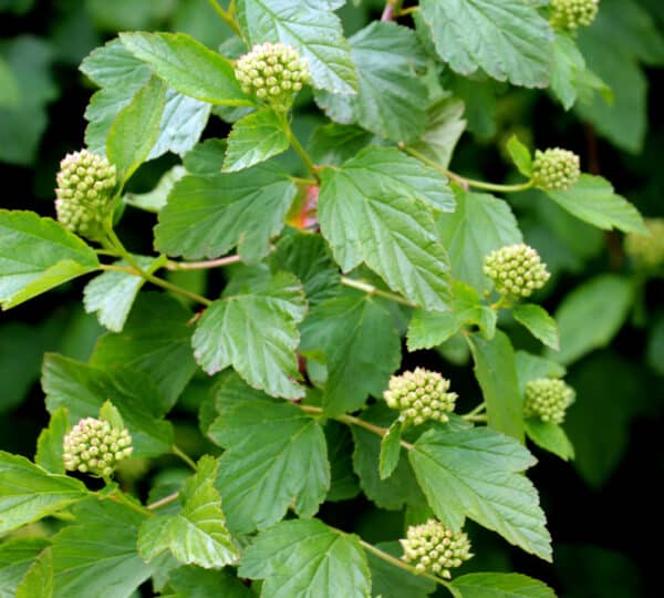 Physocarpus opulifolius - Ninebark - Image 2