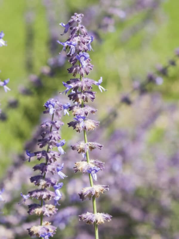 Perovskia atriplicifolia Blue Steel - Russian Sage - Image 2