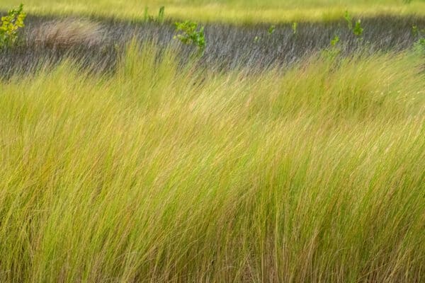 Spartina patens - Salt Meadow Cordgrass - Image 2
