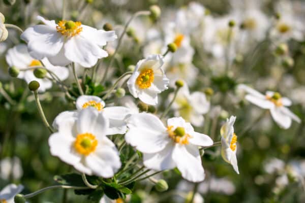 Anemone 'Honorine Jobert' - Japanese Anemone - Image 2