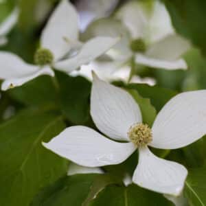 Cornus kousa - Kousa Dogwood