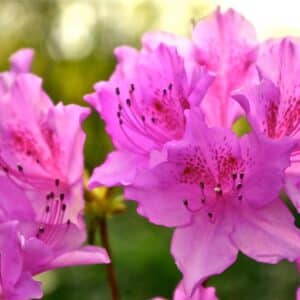 Azalea Girards Fuschia - Azalea