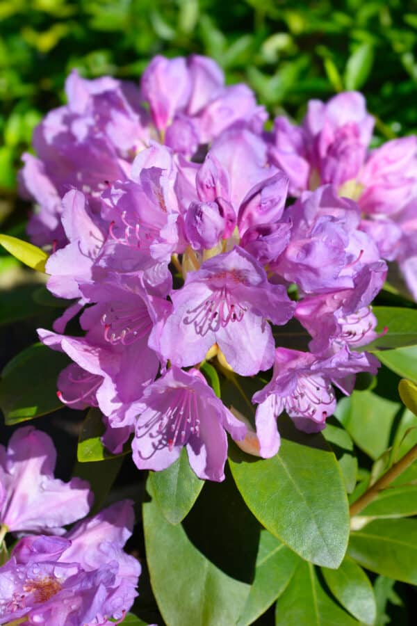 Rhododendron catawbiense Scintillation - Hybrid Rhododendron - Image 2