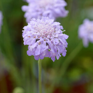 Scabiosa Flutter Deep Blue - Pincushion Flower