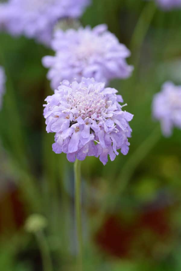 Scabiosa Flutter Deep Blue - Pincushion Flower