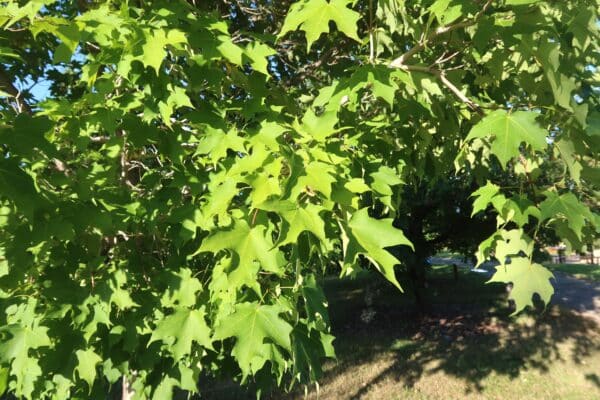 Acer saccharum - Sugar Maple - Image 2