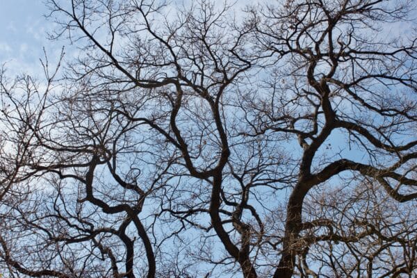 Quercus velutina - Black Oak - Image 2