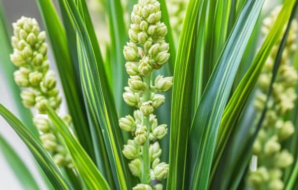 Liriope muscari Monroe's White - Lilyturf - Image 2