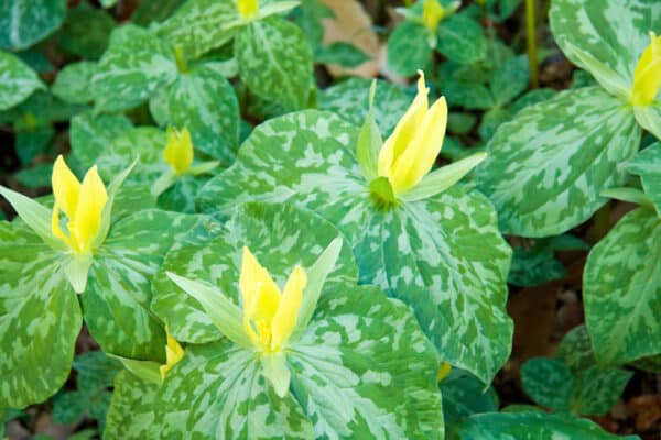 Trillium luteum - Yellow Trillium - Image 3