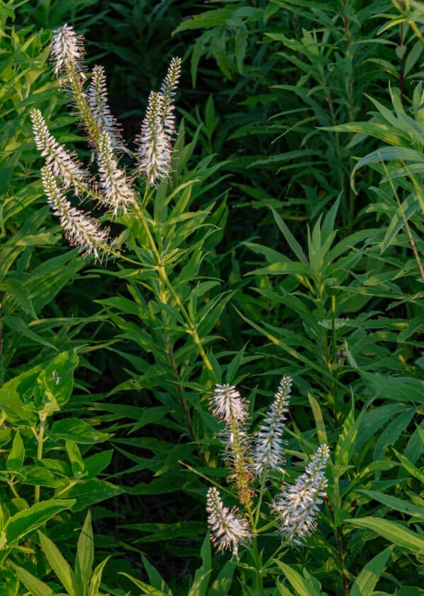 Veronicastrum virginicum - Culver's Root - Image 2