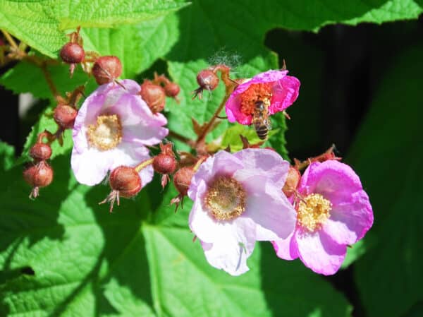 Rubus odoratus - Purple Flowering Raspberry - Image 2