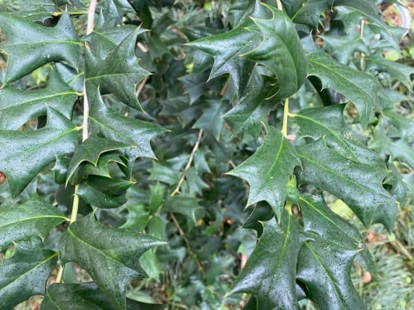 Ilex opaca Satyr Hill - American Holly - Image 2