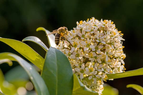 Skimmia japonica Female - Skimmia - Image 2