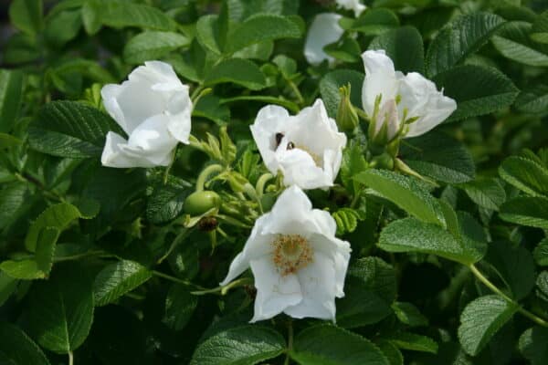 Rosa rugosa Alba - White Beach Rose - Image 2