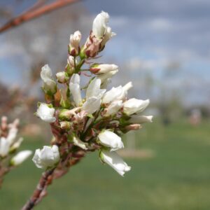 Amelanchier grandiflora Autumn Brilliance - Serviceberry (Single Stem)