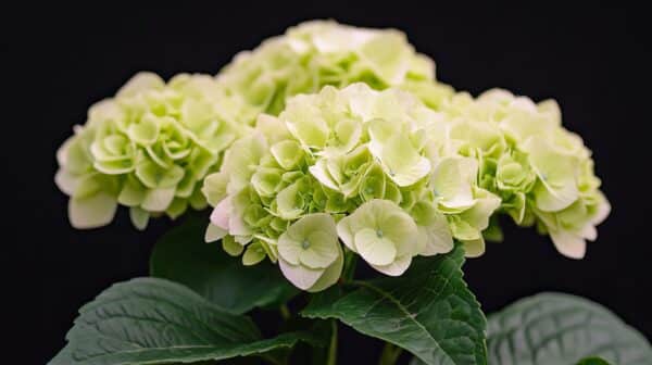 Hydrangea arborescens Invinicibelle Limetta® - Hydrangea - Image 2
